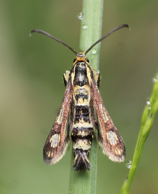 Sesiidae - szitkárfélék