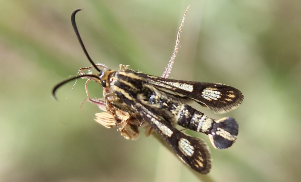 Sesiidae - szitkárfélék