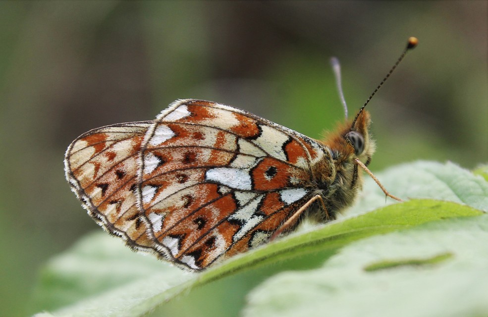 Boloria euphrosyne - árvácska-gyöngyházlepke