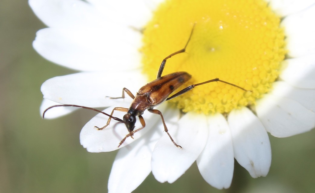 Stenurella septempunctata - hétpettyes karcsúcincér