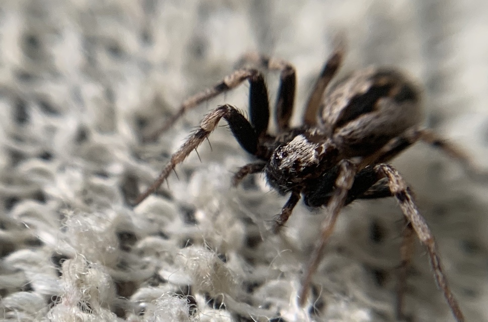 Thanatus sabulosus