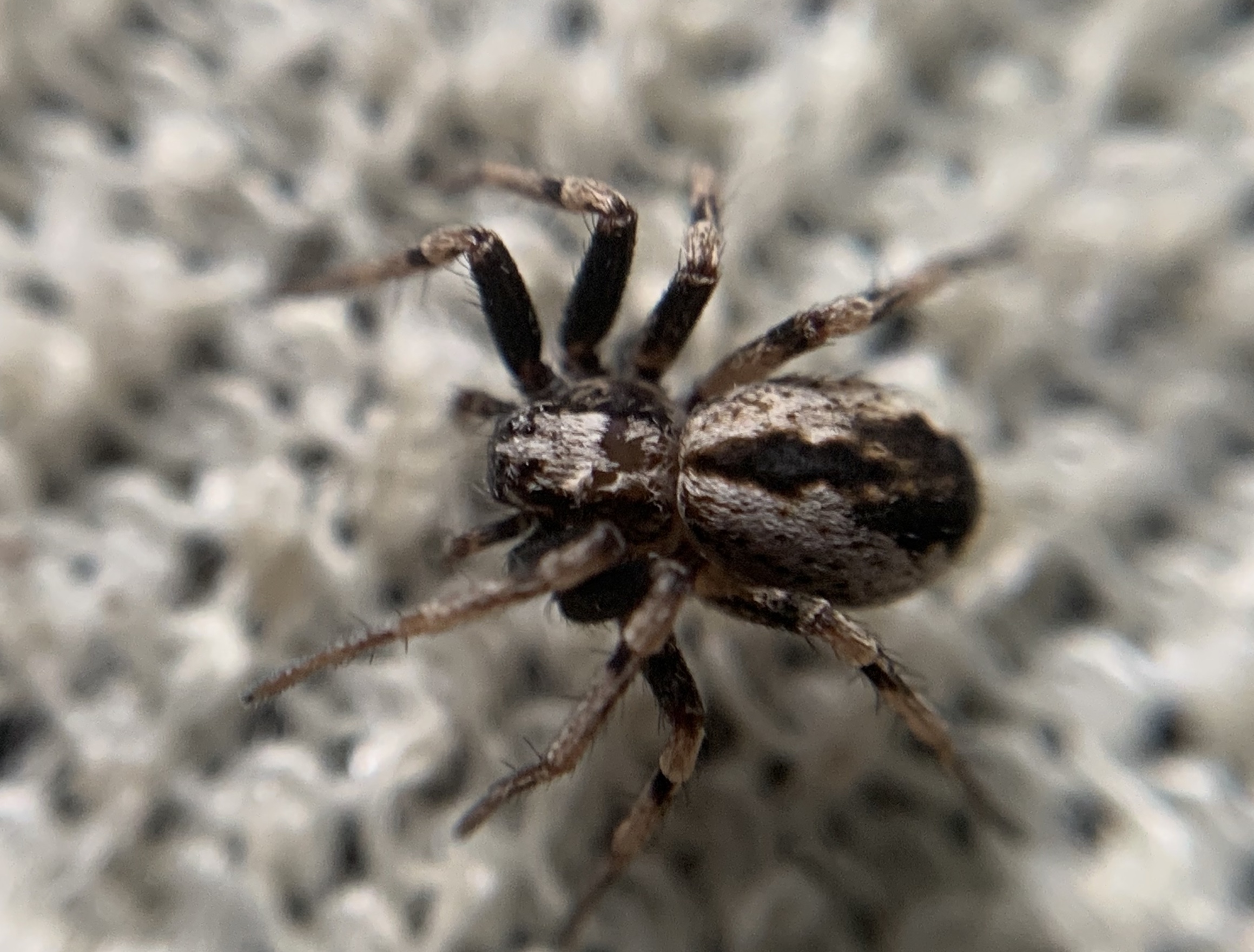Thanatus sabulosus