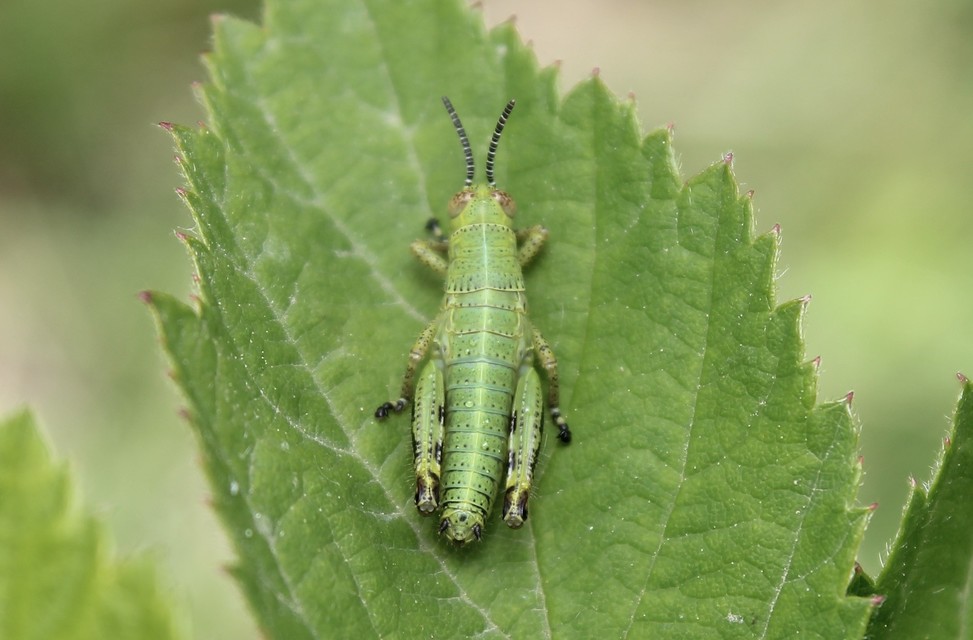 Pseudopodisma nagyi - Nagy-hegyisáska