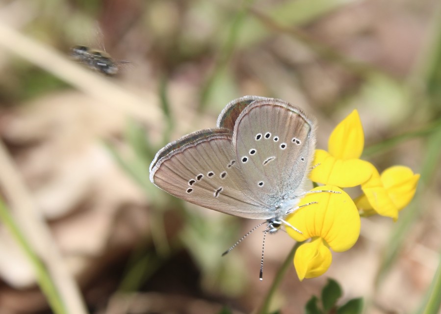 Cyaniris semiargus - aprószemes boglárka