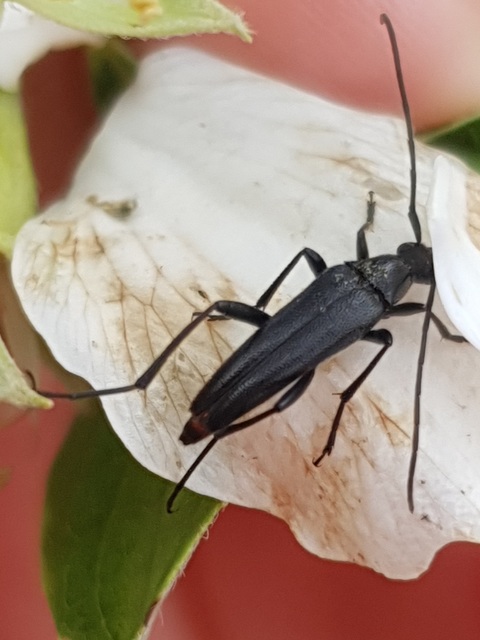 Stenurella nigra - fekete karcsúcincér