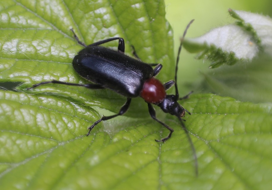 Dinoptera collaris - vörösnyakú virágcincér