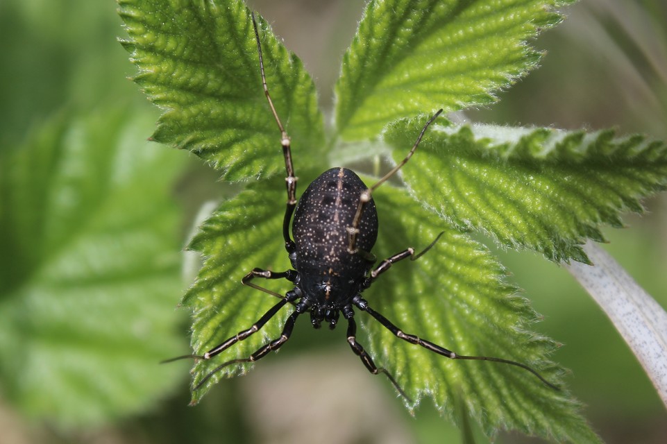 Egaenus convexus