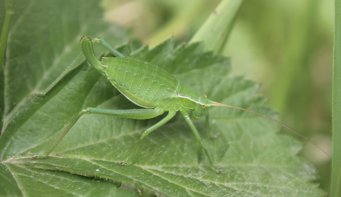 Isophya kraussii - erdei tarsza