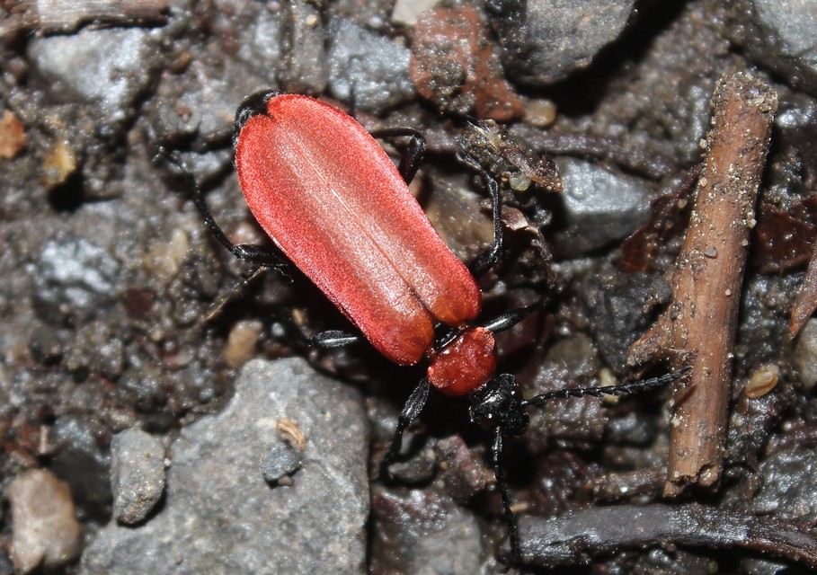 Pyrochroa coccinea - nagy bíborbogár