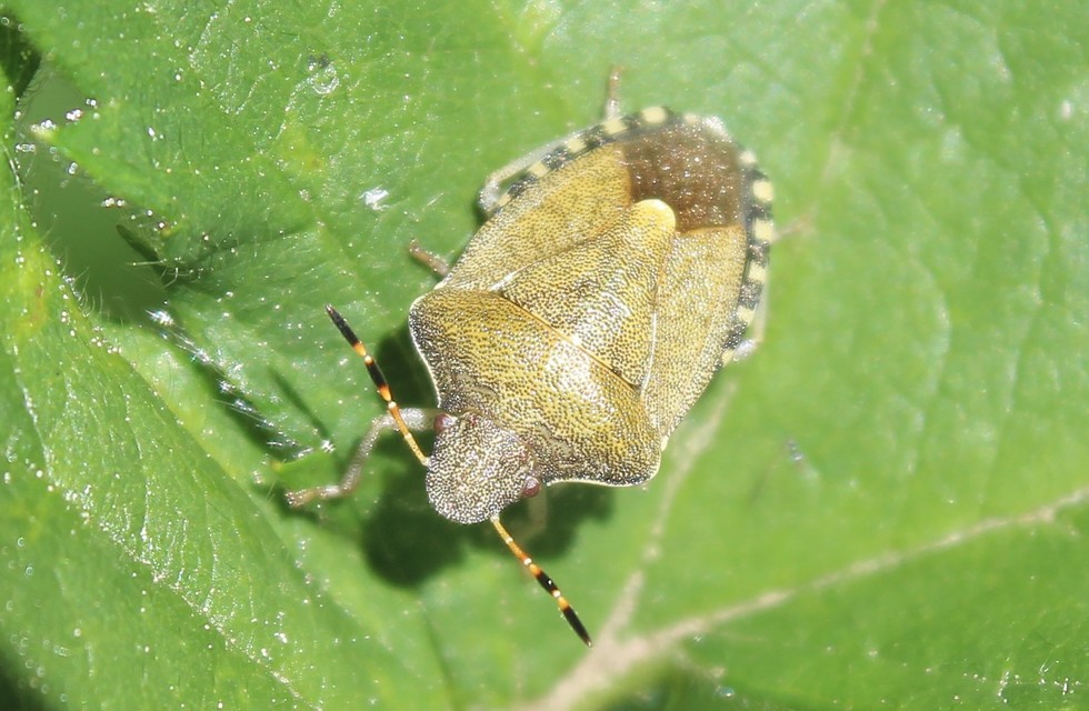 Peribalus strictus - tavaszi címerespoloska Peribalus strictus - tavaszi címerespoloska