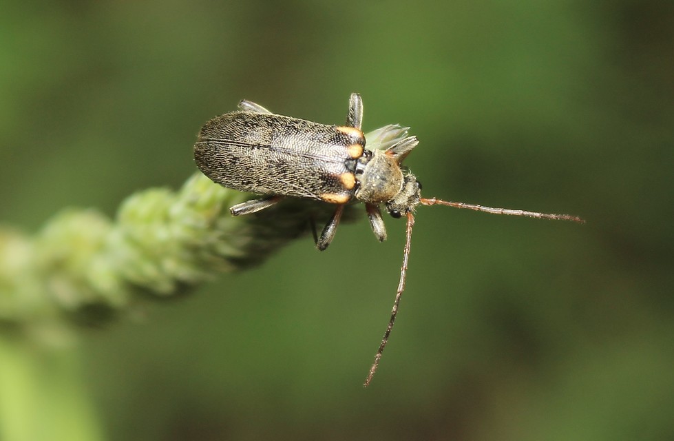 Cortodera humeralis - négyfoltos cserjecincér