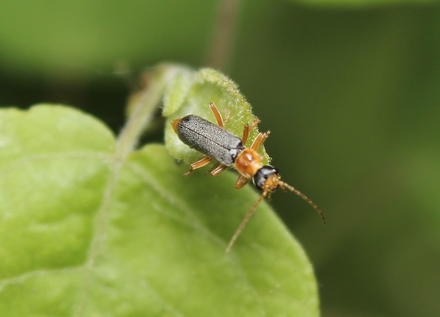 Cantharis lateralis - szegélyes lágybogár