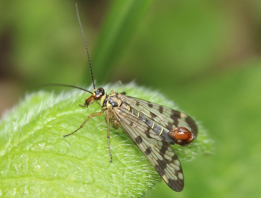 Panorpa vulgaris