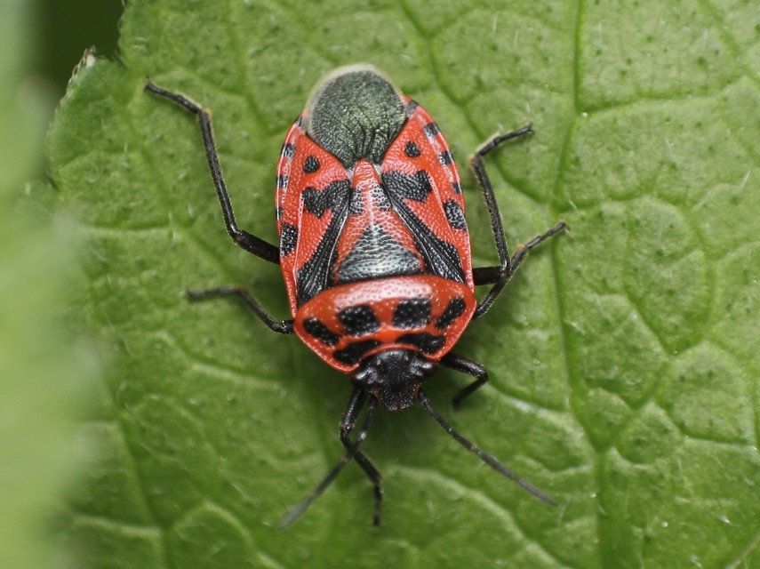 Eurydema