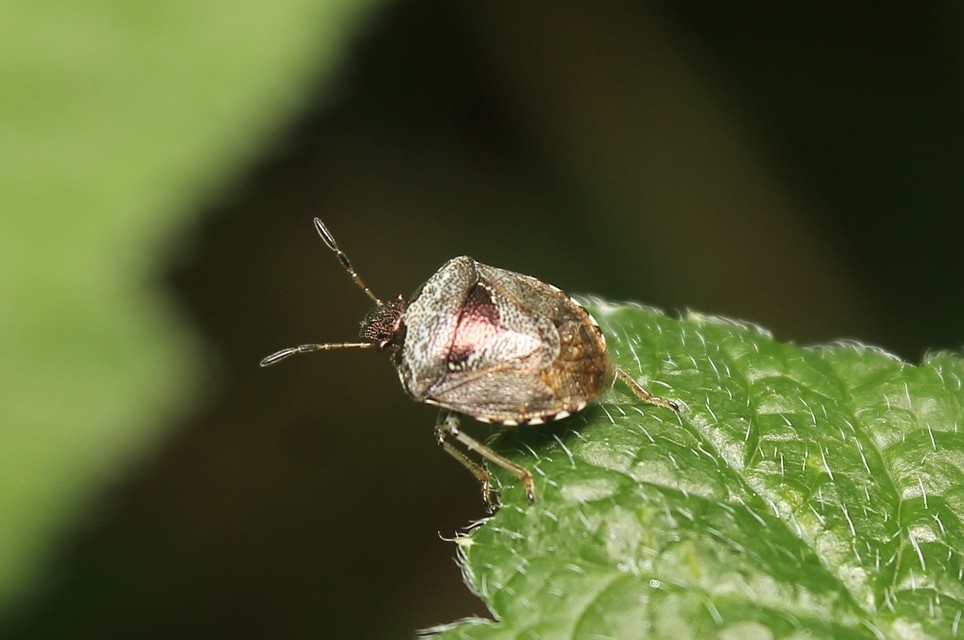 Stagonomus venustissimus - foltos feketefejű-poloska Stagonomus venustissimus - foltos feketefejű-poloska