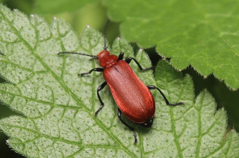 Pyrochroa serraticornis - közép-bíborbogár