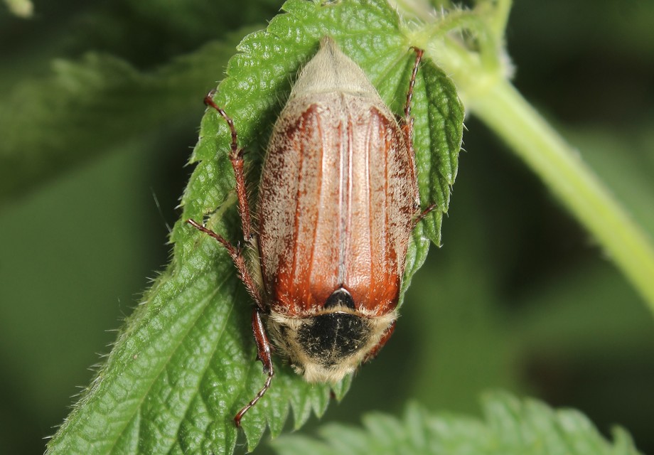 Melolontha pectoralis - hamvas cserebogár