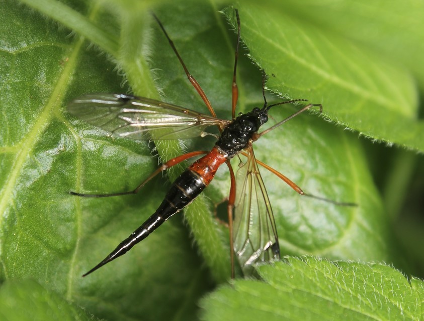 Tanyptera atrata - pirosfekete lószúnyog