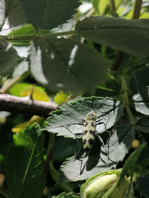 Chlorophorus herbstii - foltos darázscincér