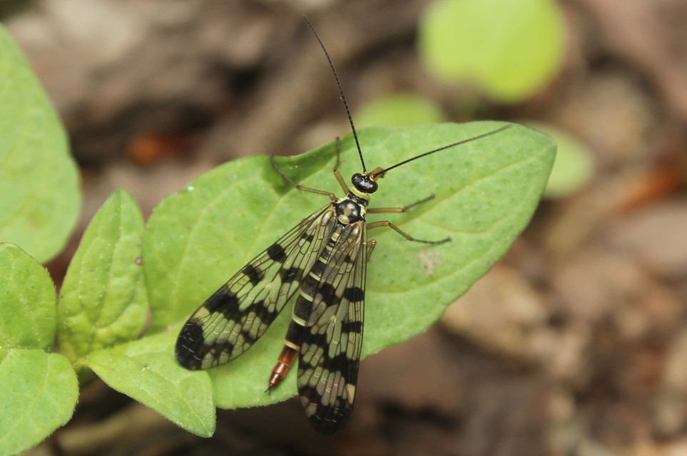 Panorpa vulgaris