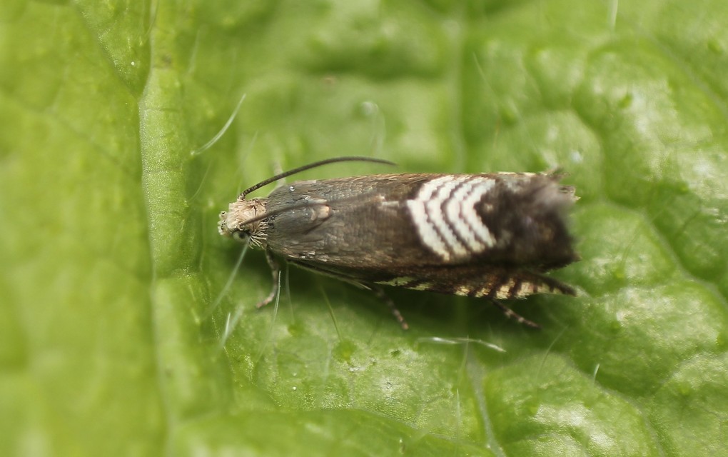 Grapholita compositella - lucernahüvelymoly
