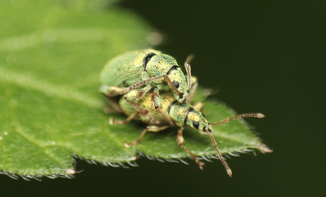 Phyllobius argentatus - ezüstös levélormányos