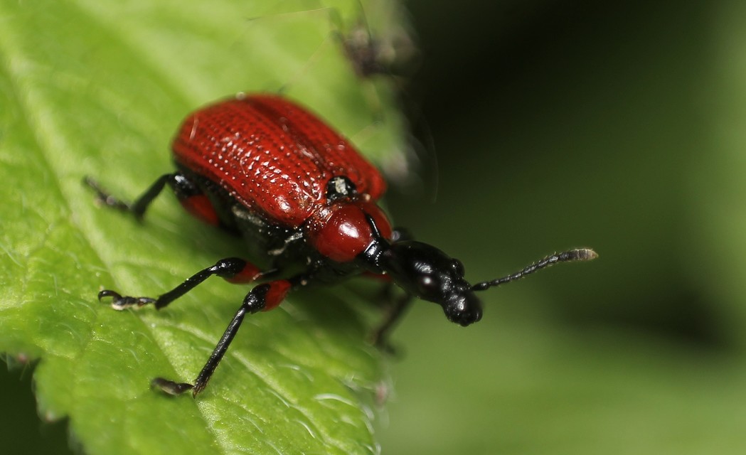 Apoderus coryli - mogyoró-levélsodró