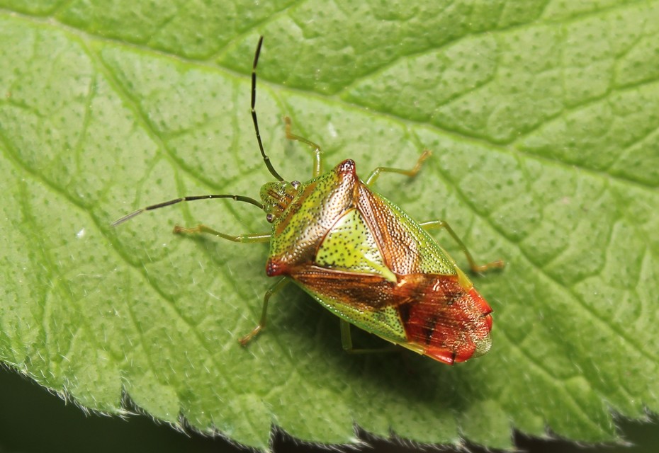 Acanthosoma haemorrhoidale - nagy dajkapoloska Acanthosoma haemorrhoidale - nagy dajkapoloska