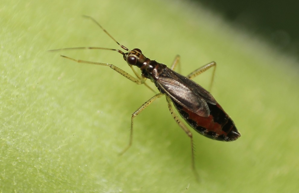 Dicyphus