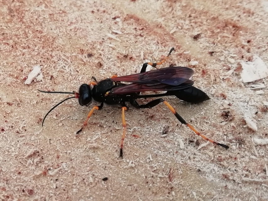 Sceliphron caementarium - feketenyelű lopódarázs