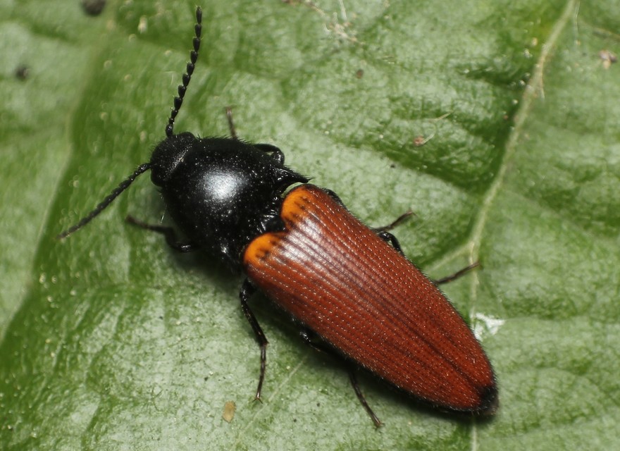 Ampedus pomorum - rozsdás pattanó