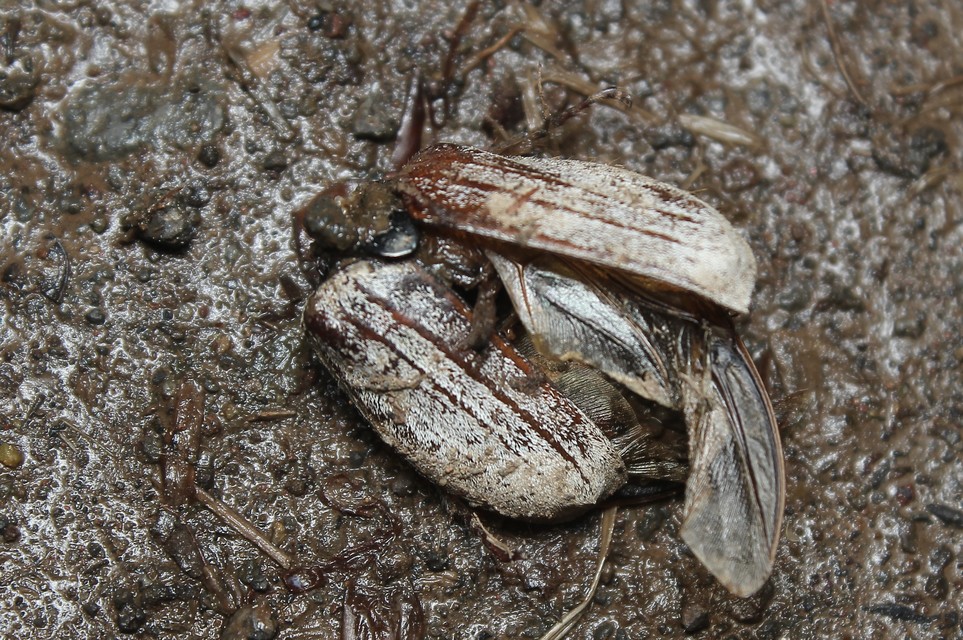 Melolontha