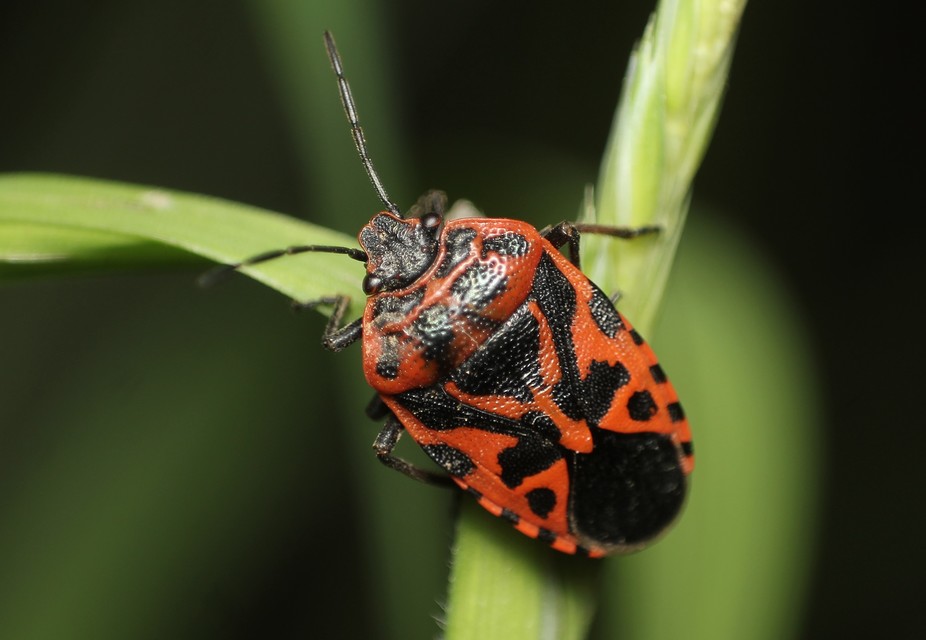 Eurydema