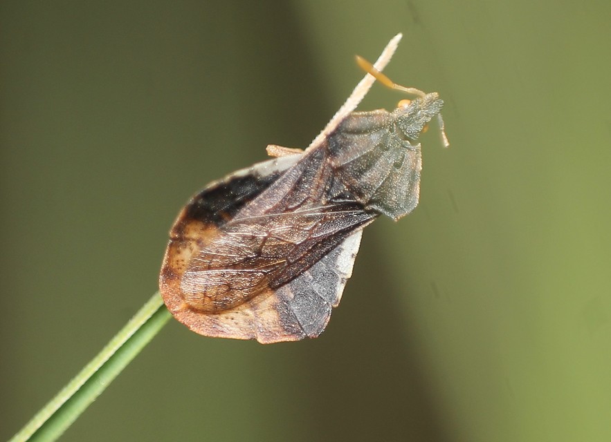 Phymata crassipes - fogólábú poloska