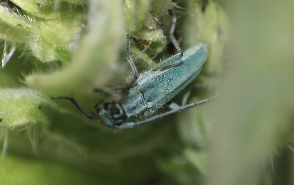 Phytoecia coerulescens - kígyósziszcincér