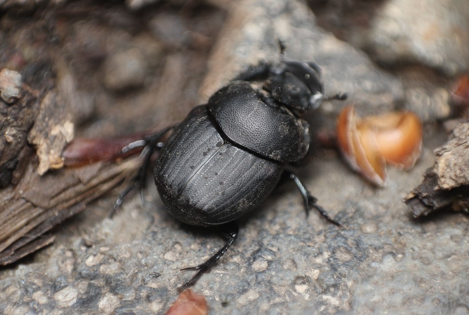 Onthophagus verticicornis - fekete trágyatúró