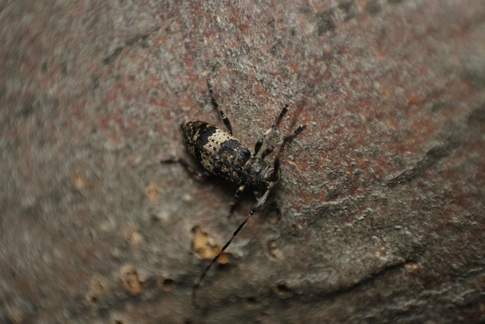 Leiopus nebulosus - öves gesztcincér