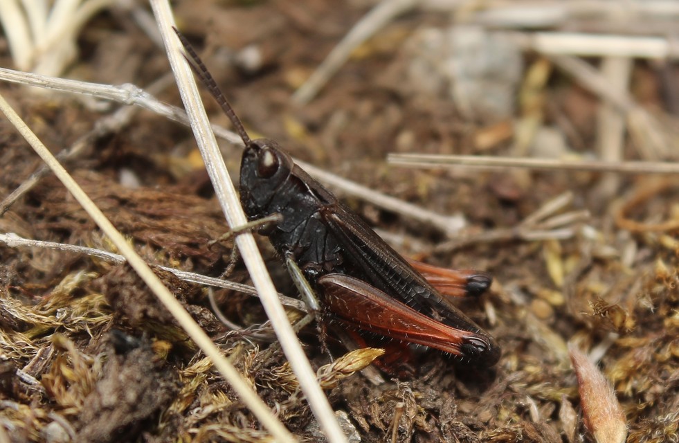 Omocestus rufipes - vöröshasú tarlósáska