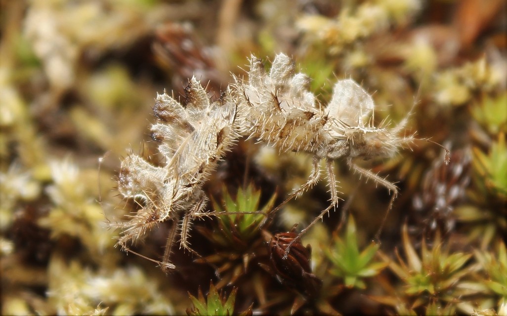 Phyllomorpha laciniata - lándzsás karimáspoloska