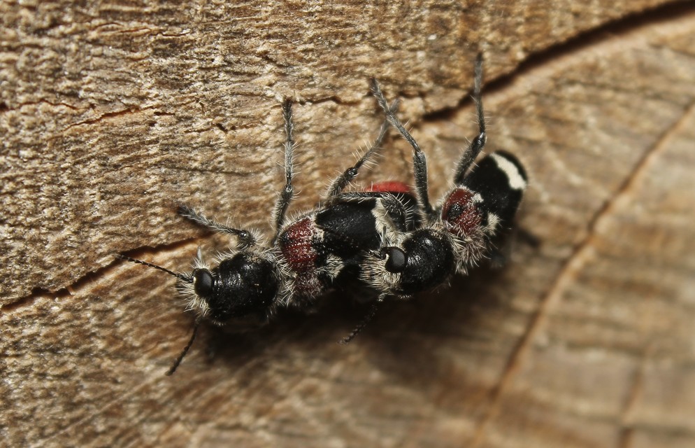 Clerus mutillarius - feketenyakú szúfarkas