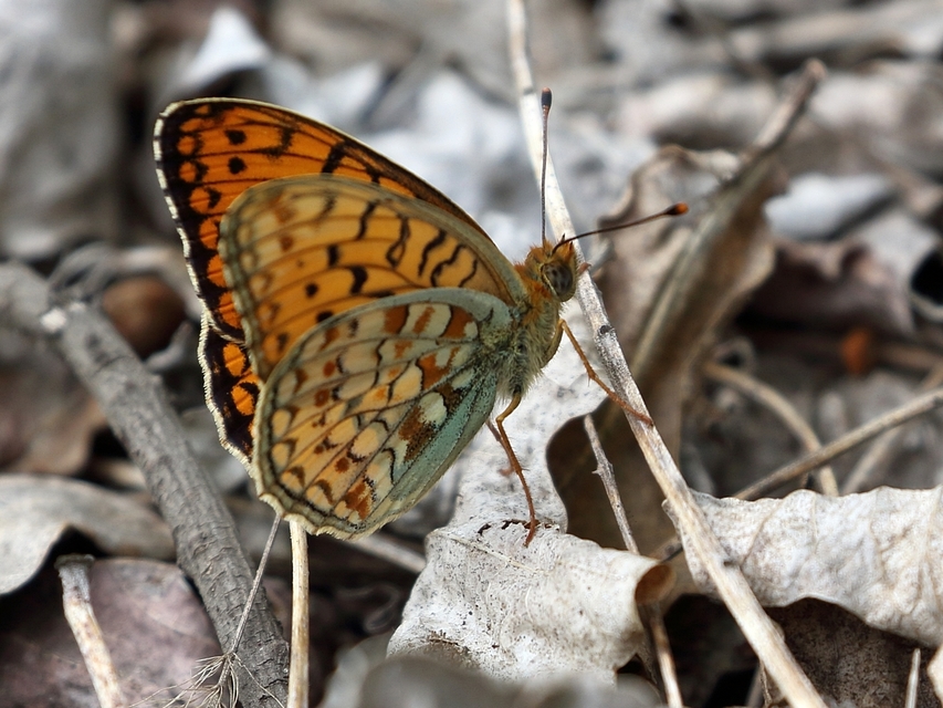 Argynnis niobe - ibolya-gyöngyházlepke