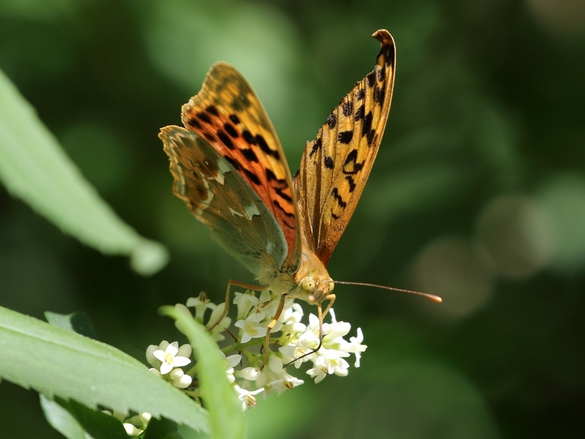 Argynnis pandora - zöldes gyöngyházlepke