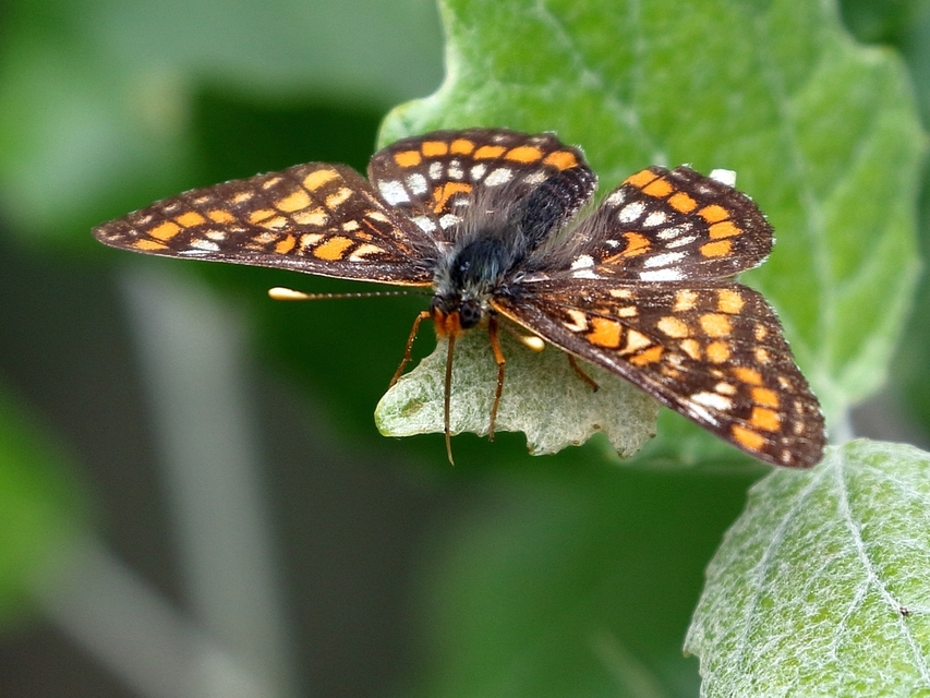 Euphydryas maturna - díszes tarkalepke