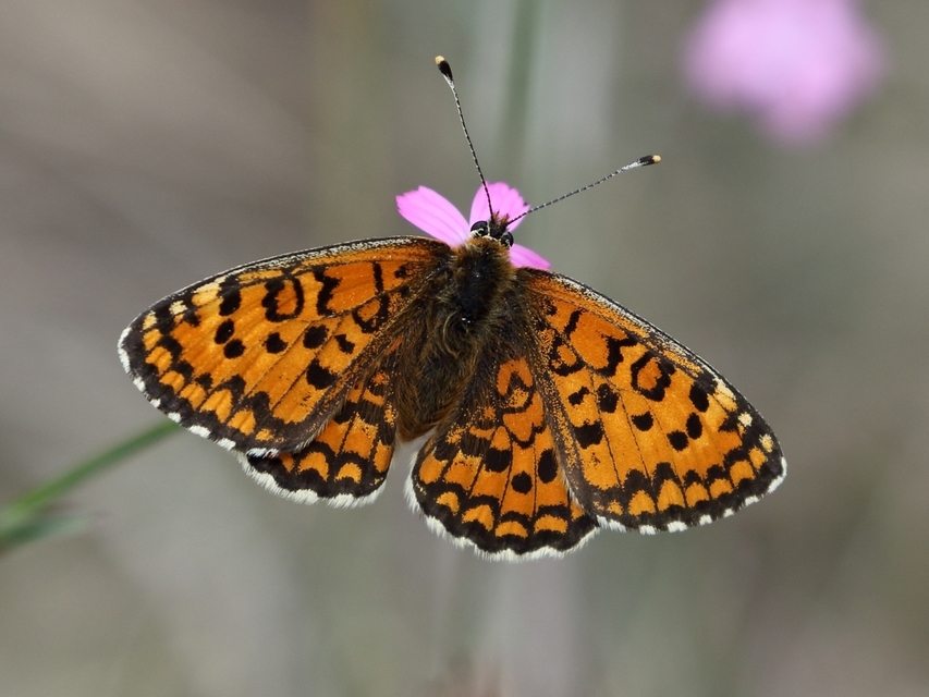 Melitaea trivia - kis tarkalepke