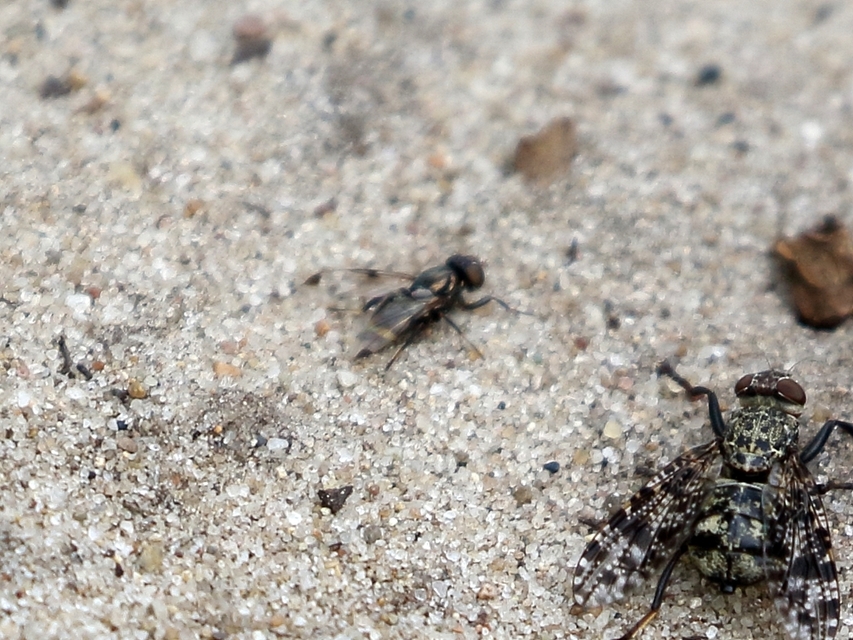 Euxesta pechumani