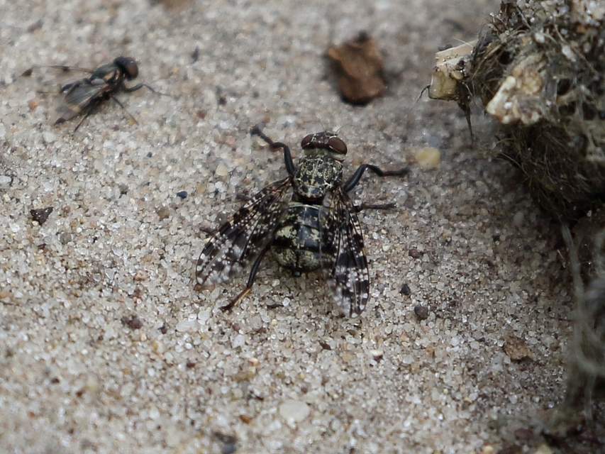 Platystoma
