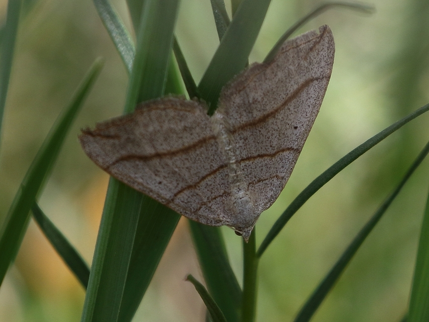 Scotopteryx mucronata/luridata/ignorata