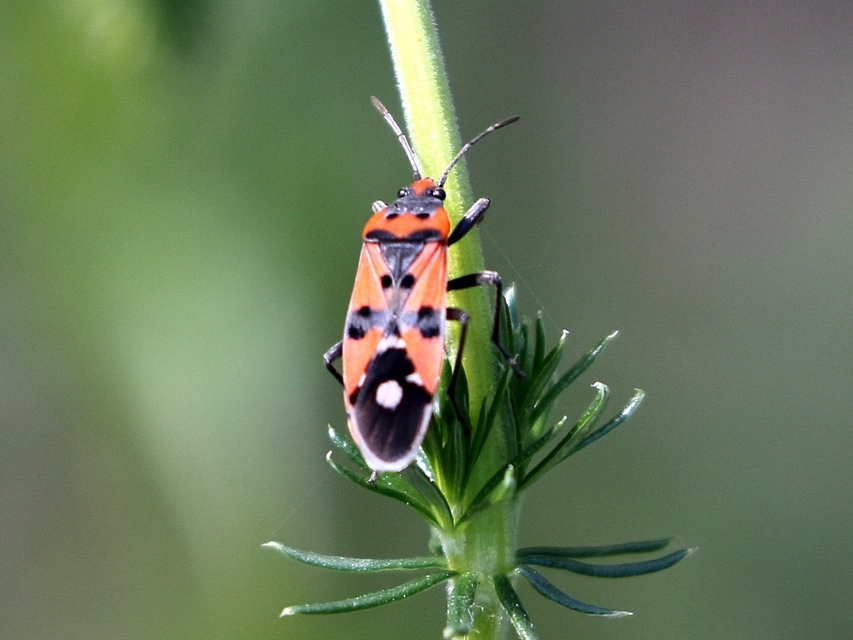 Lygaeus equestris/simulans