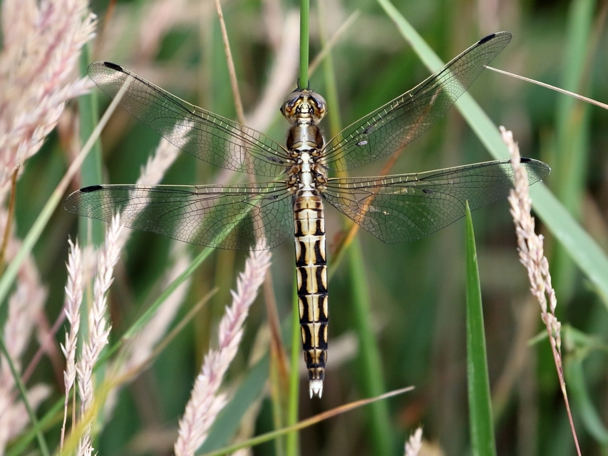 Orthetrum albistylum - fehérfarkú pásztorszitakötő