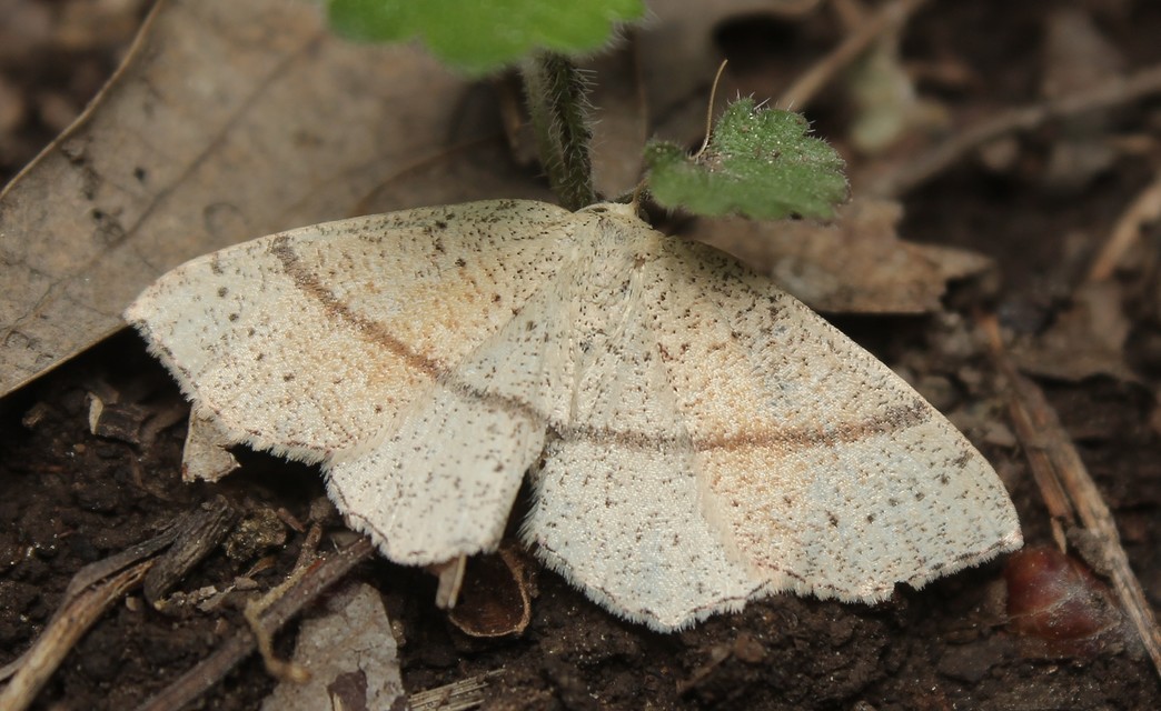 Cyclophora punctaria - sávos pettyesaraszoló